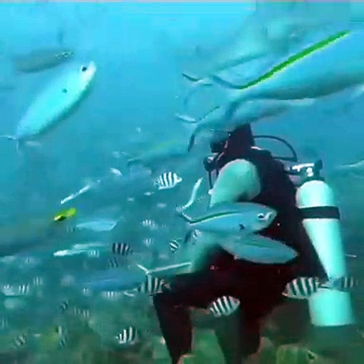 Shark Attack