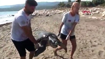 Demre'de, Neslinin tükenme tehlikesi olan yeşil deniz kaplumbağası ölü bulundu