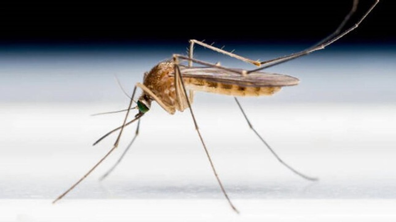Zika virus in Kerala: All you need to know