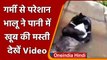 Viral Video: Bengal Safari के Black Bear को गर्मी में मिली Ice, फिर किया उसने ऐसा । वनइंडिया हिंदी