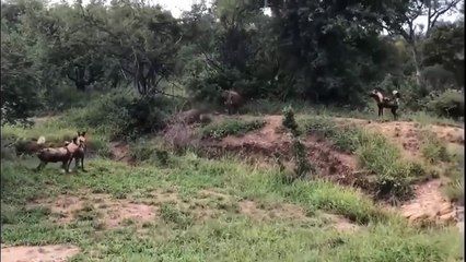 Battle in Wild Life Crocodile Warthog Wild Dog Lucky Survival Attack Wild Animals
