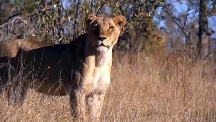 God Gave Strength To Buffalo When Confronted With Lions Buffalo Vs Lion