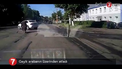 Geyik arabanın üstünden atladı