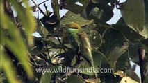 Green Bee - eater (Merops orientalis)