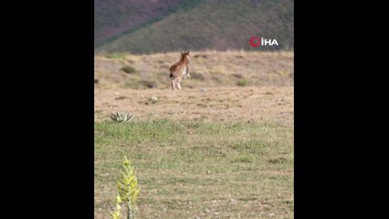 Kırmızı listedeki vaşak, sincap avında görüntülendi