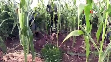 Mısır tarlasında uyuşturucu operasyonu