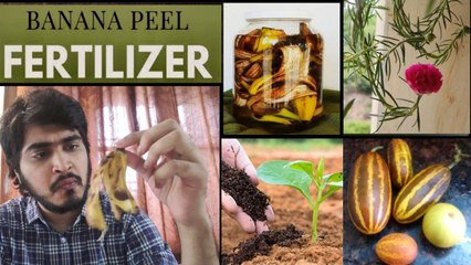 Download Video: How To Use Banana Peels For Gardens | Organic Plant Fertilizer || Boldsky Telugu