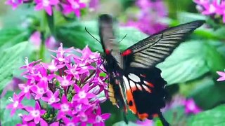 The various species of butterflies own different colored wings