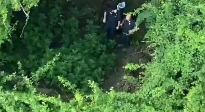 Lettere (NA) - Scoperta e distrutta un'altra piantagione di marijuana sui Monti Lattari (10.07.21)