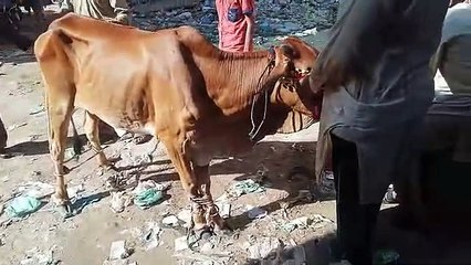 cow qurbani bakra eid 2020