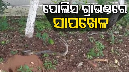 Snake Mating Captured In Camera, Report From Bolangir, Odisha