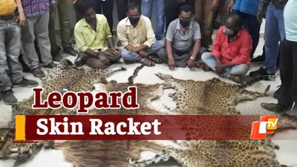 Illegal Leopard Skin Trade Busted In Odisha