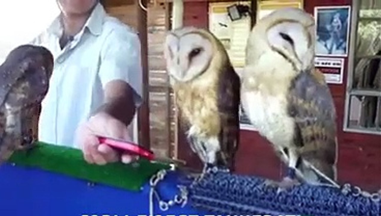 Sevimli baykuşlar