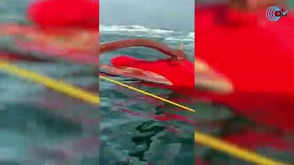 Una piragüista para a descansar y aparece una enorme ballena a su lado