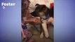 Puppy Grows Up With Little Girl During Quarantine _ The Dodo Foster Diaries # ANIMAL LOVERS