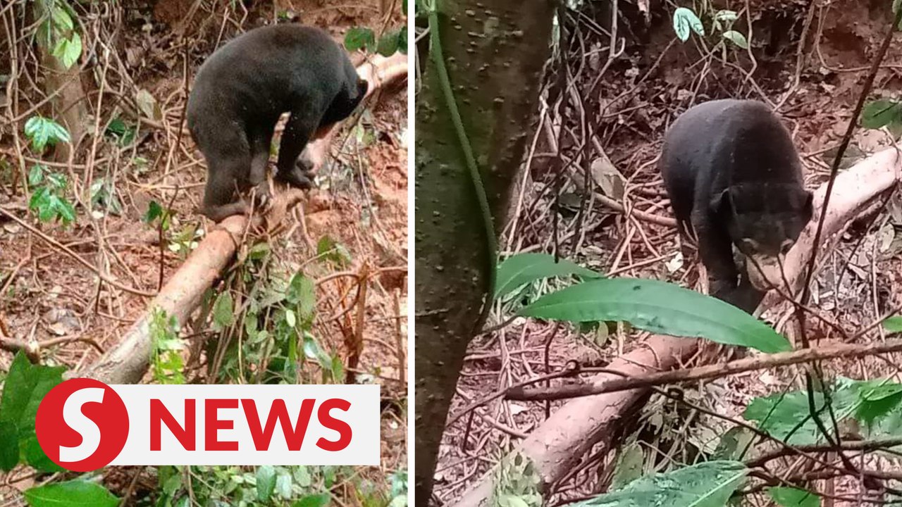 Sun bear found caught in snare near oil palm pl...