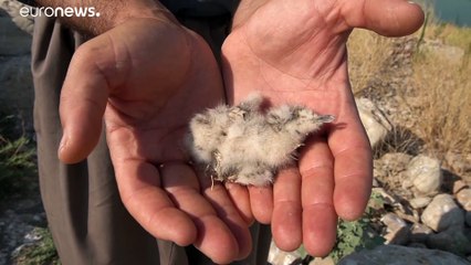 فيديو: دعوات لجعل جزيرة في بحيرة دوكان شمال العراق محمية لطيور النورس