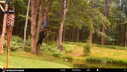 Bear Swings From Bird Feeder