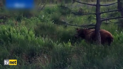 Yavru ayıların oyunu kamerada