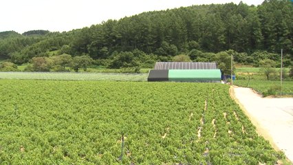 하루 인건비 '18만 원'...농촌 인력난에 수확 포기할 판 / YTN