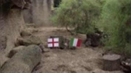 Euro 2020 - Un groupe de "suricates mystiques" du zoo de Londres prédit le vainqueur