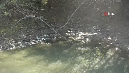 Son dakika gündem: Manavgat'ta çamura dönen göletlerde balık ölümleri