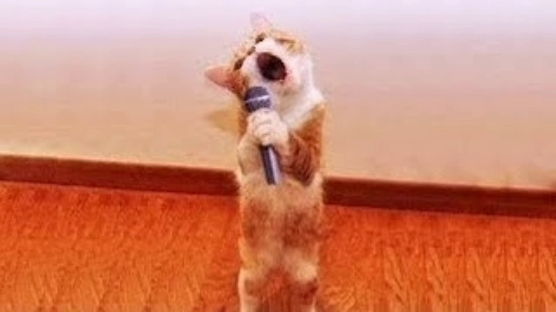 ⁣Cute Pets Doing Funny Things - Cutest Pets In The World 2021