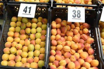 "Kayısı yarışması" yapıldı