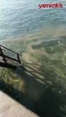 İzmir'i adeta 'şey' götürüyor! İzmir Marşı'yla tepinen Tunç Soyer 'hizmet'te sınıfta kaldı