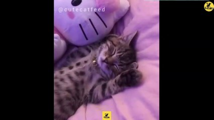 Cats | Funny & Cute Cats | Cats PRO | Cats Video compilation 11