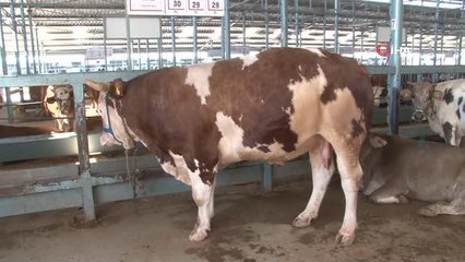 Pazarın gözdesi 1 tonluk dana oldu