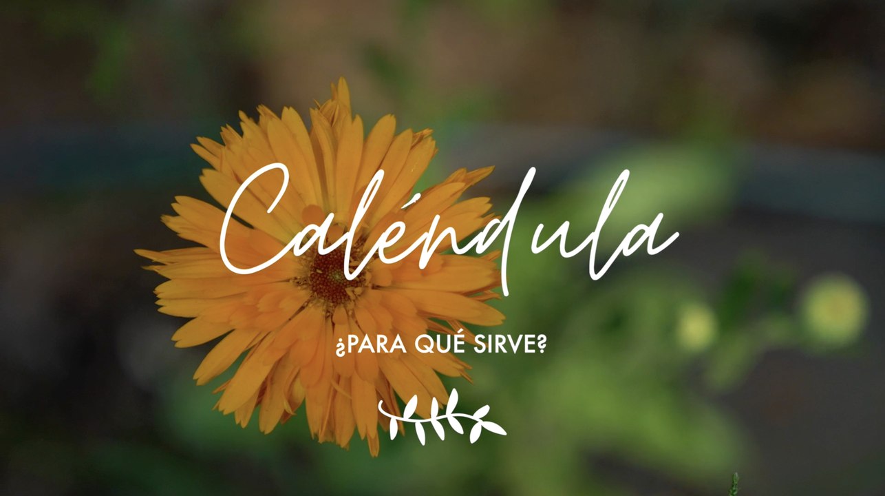 Caléndula ¿para qué sirve - Propiedades medicinales