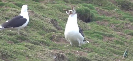 Seagull Swallows a Whole Rabbit on Welsh Island