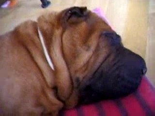 Babines qui clignotent!