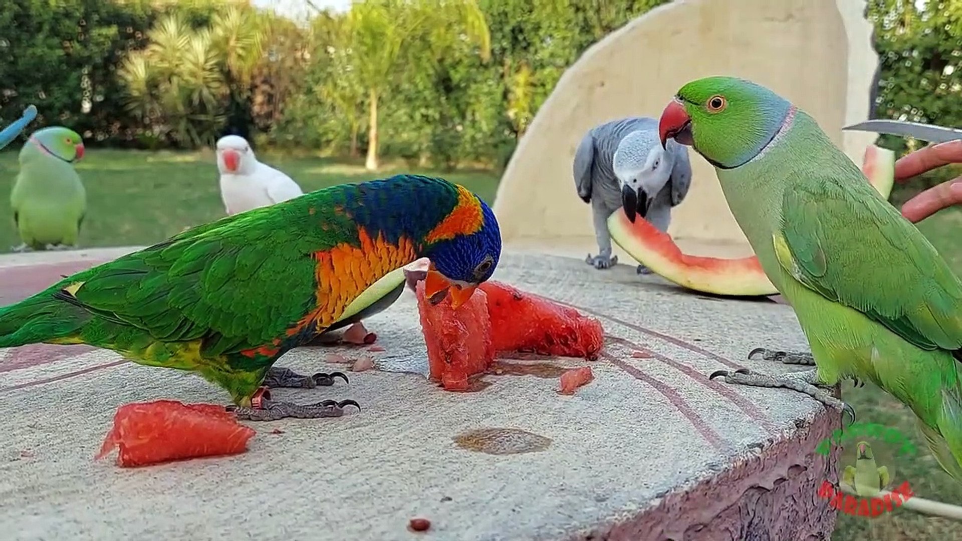 ⁣03.Super Cute and Amazing Parrots