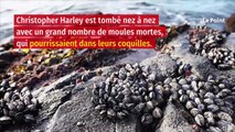 Dôme de chaleur au Canada : un milliard de crustacés cuits sur les rochers