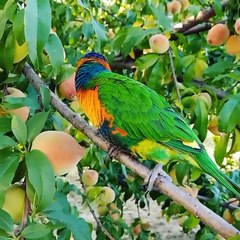 01.Our Baby Rainbow Lorikeet
