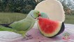 04.Indian Ringneck and Alexandrine Parrot Love Watermelon