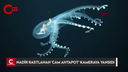 Okyanusta nadir rastlanan ‘Cam Ahtapot’ görüntülendi