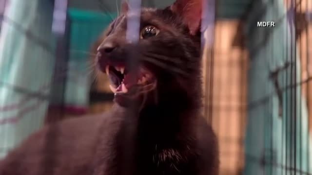 Hallan ileso a un gato que vivía en el noveno piso del edificio derrumbado de Miami