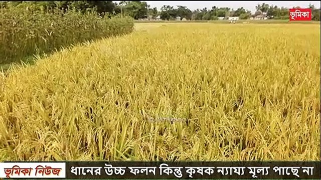 ধানের উচ্চ ফলন কিন্তু কৃষক ন্যায্য মূল্য পাছে না দেশ জু_ড়ে তোলপাড় _ Vumika agro _ ভূমিকা এগ্রো