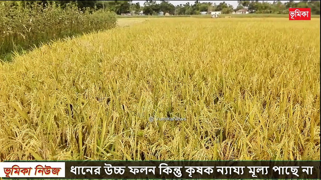 দেশ জু_ড়ে তোলপাড় ধানের উচ্চ ফলন কিন্তু কৃষক ন্যায্য মূল্য পাছে না _ Vumika agro _  ভূমিকা এগ্রো