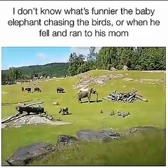 Elephant Playing Part1