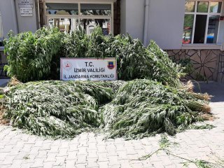 Son dakika haberi... Jandarmadan drone destekli uyuşturucu operasyonu