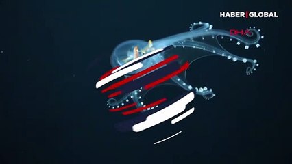 Çok nadir bir tür... Okyanusun derinliklerinde görüntüledi