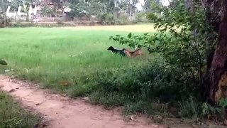 Hazardous street dogs fight