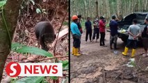 Sun bear cub released into wild after being caught in snare