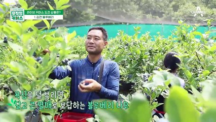 알이 큰 김천블루베리의 특별한 노하우는?