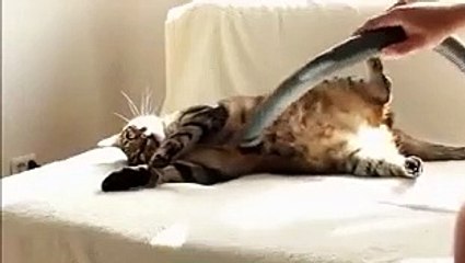 Kedilerde bahar temizliği