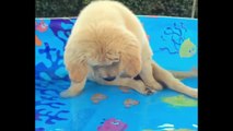 Funniest & Cutest Golden Retriever Puppies #25 - Funny Puppy Videos 2019